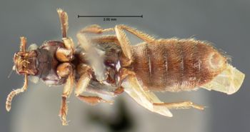 Media type: image;   Entomology 6530 Aspect: habitus ventral view